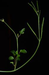 Cardamine panatohea. Upper part of inflorescence with cauline leaves.
 Image: P.B. Heenan © Landcare Research 2019 CC BY 3.0 NZ